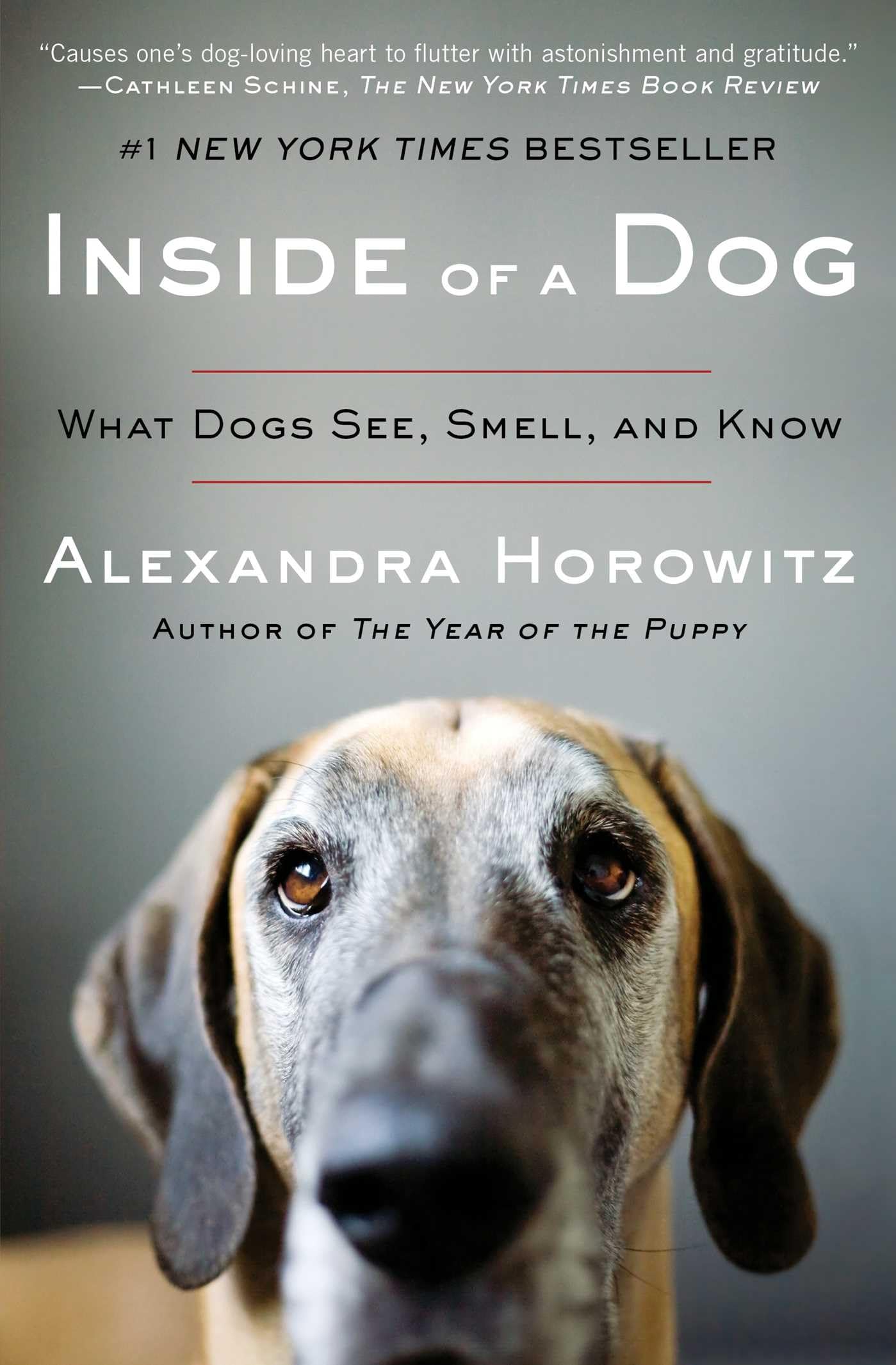 Inside of a Dog: What Dogs See,