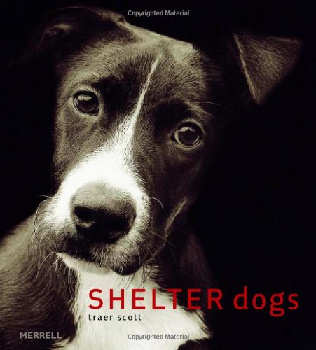 Shelter Dogs