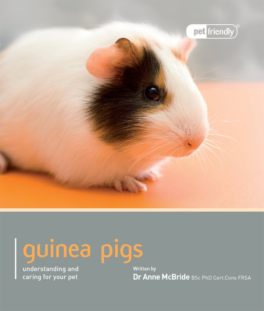 Guinea Pig - Pet Friendly: Understanding And Caring for Your Pet