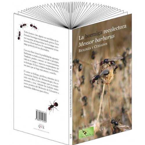 La hormiga recolectora Messor Barbarus