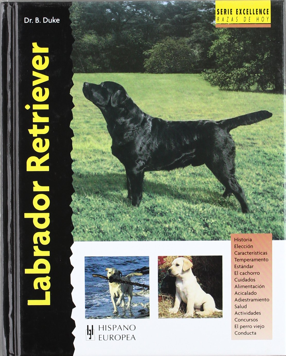 Labrador Retriever