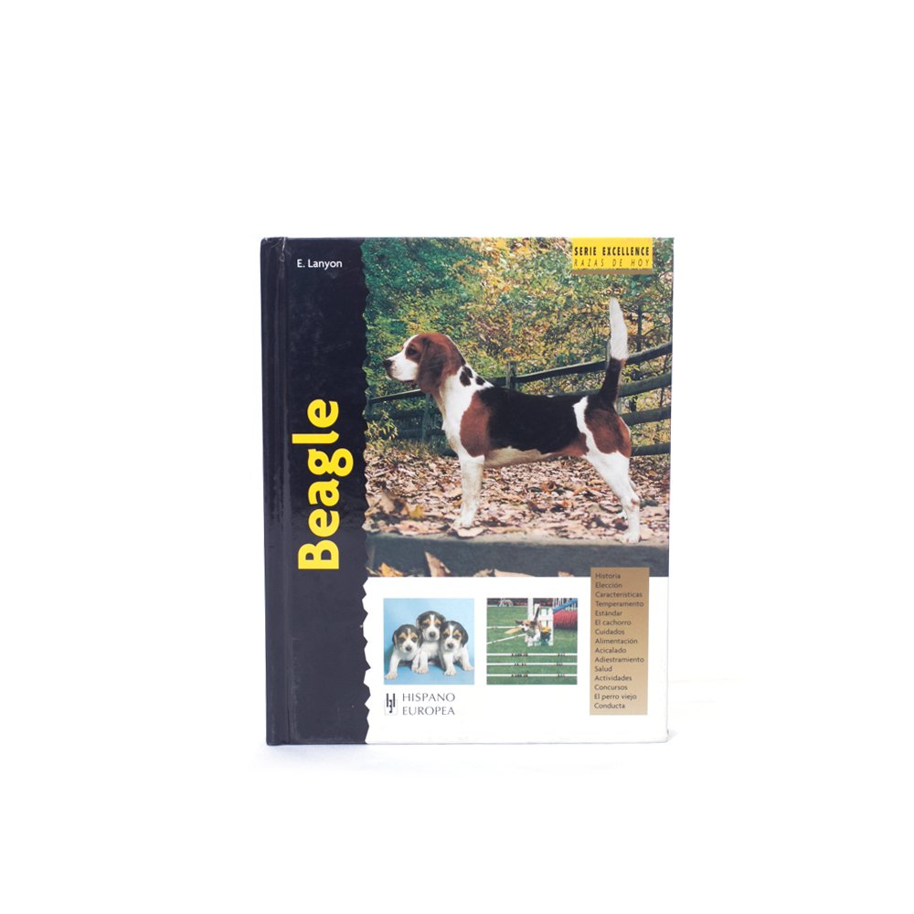 Beagle