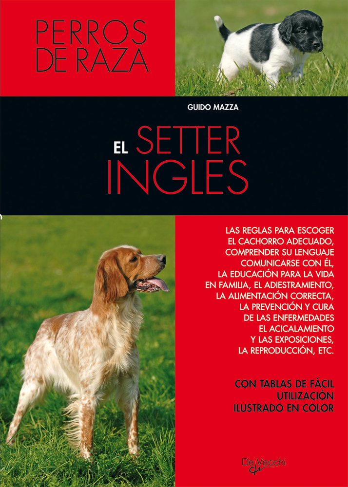 El setter inglés