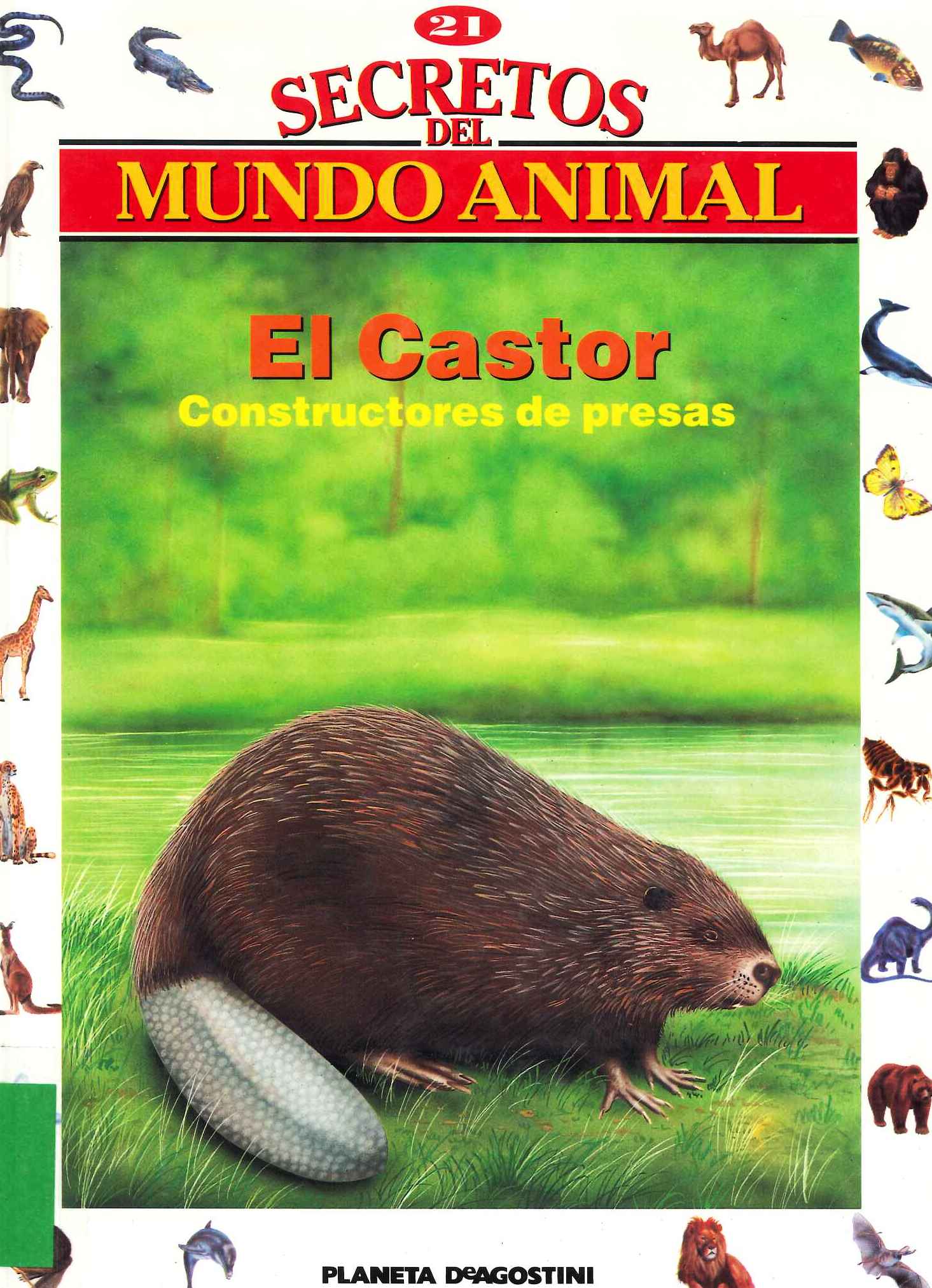El Castor: Constructores de presas
