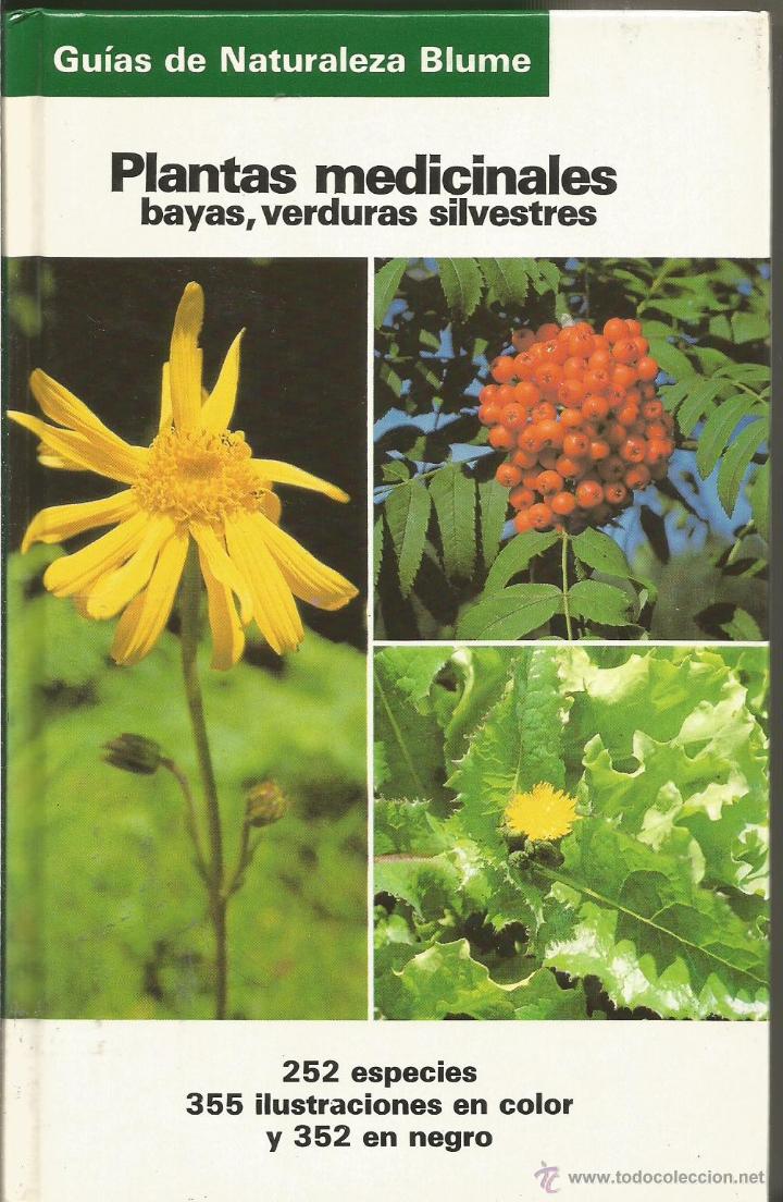 Plantas medicinales, bayas, verduras silvestres