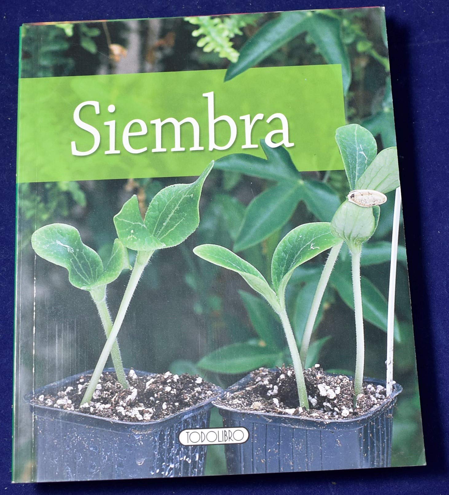 Siembra